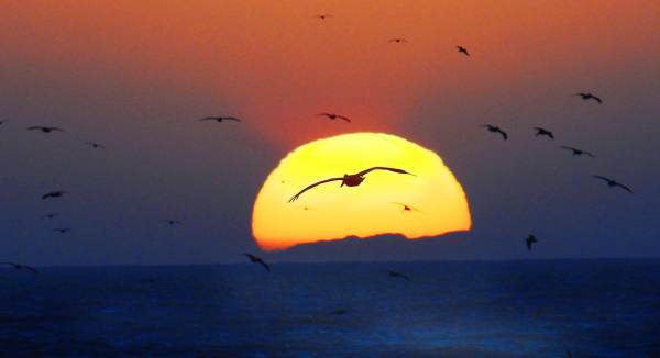 Pelican-Sunset